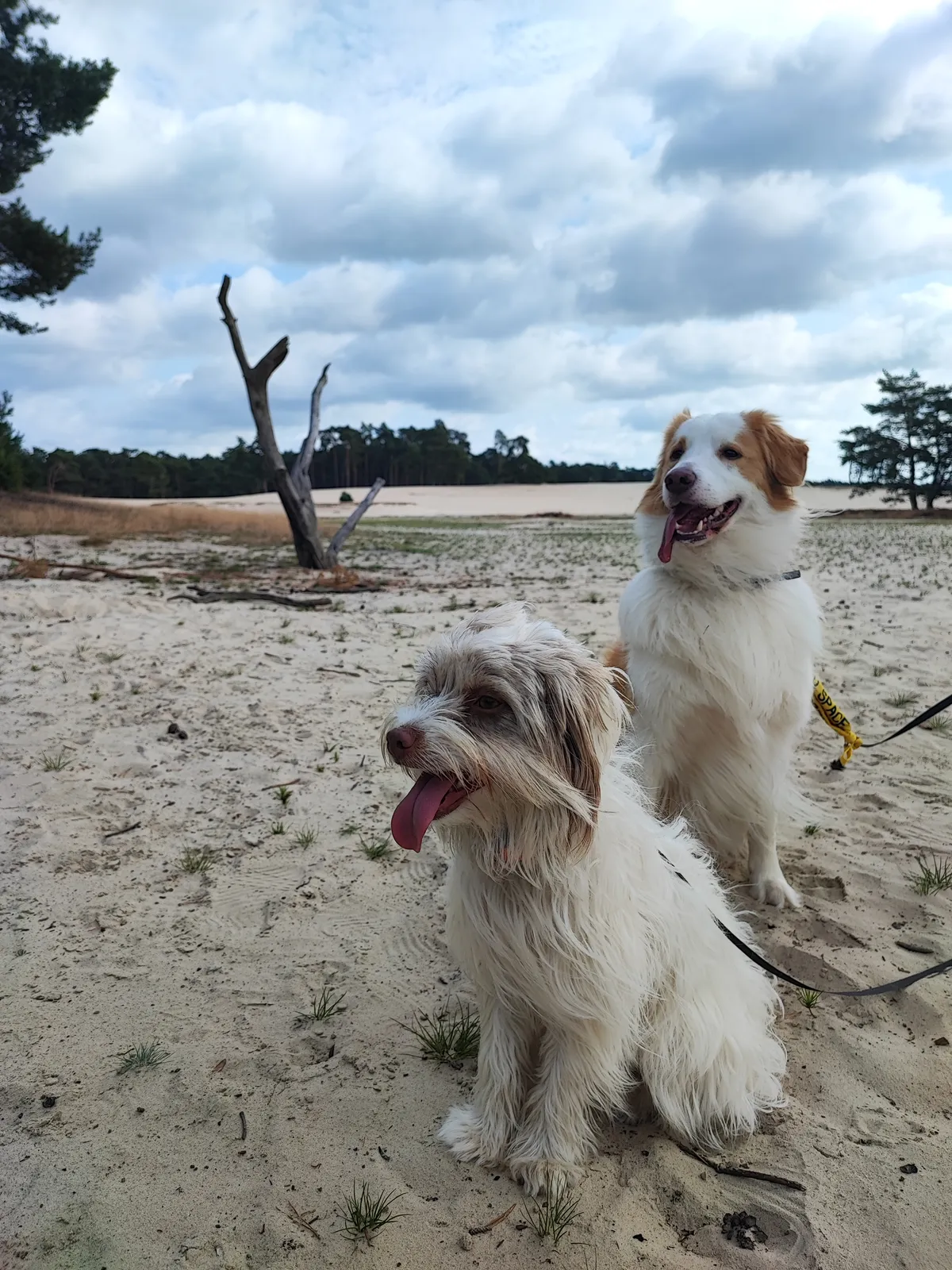 Honden ontspannen in de natuur