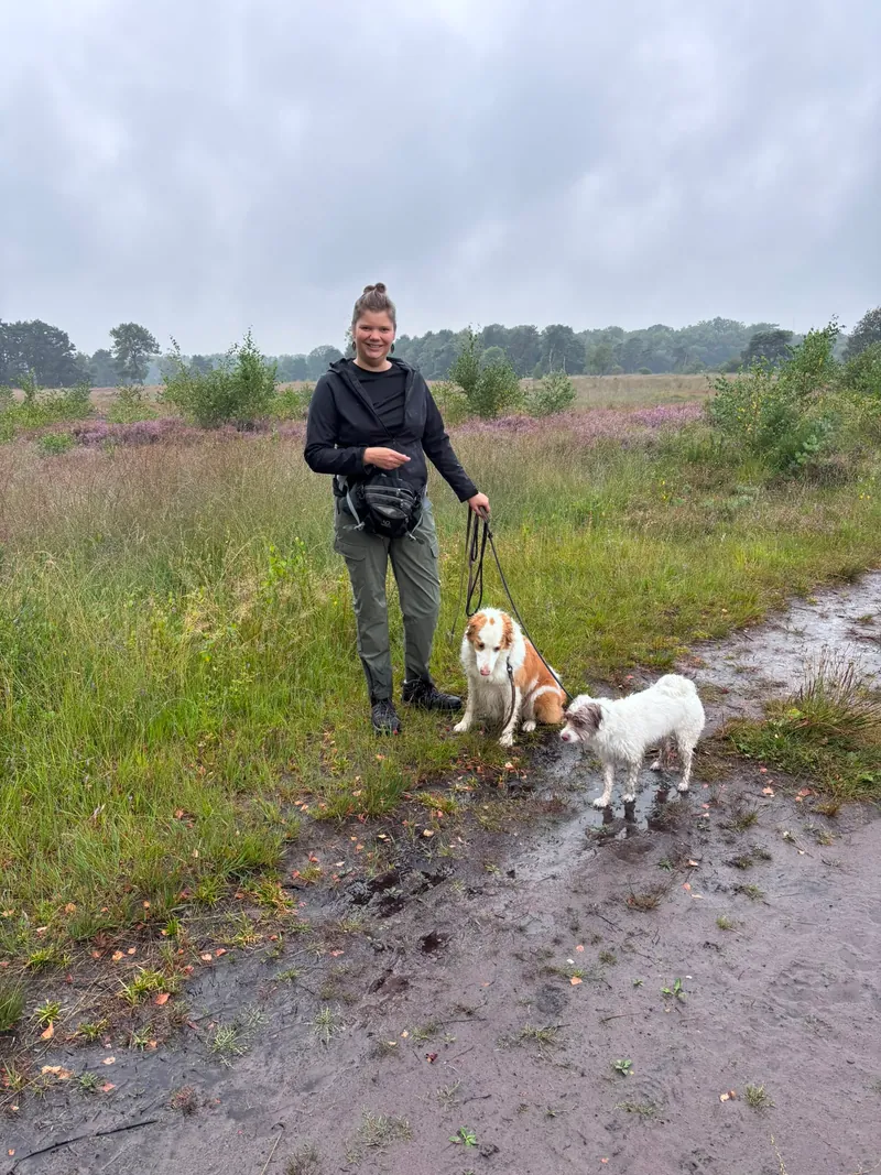 Max. 4 honden per wandeling